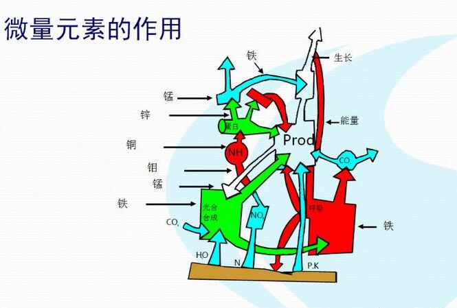 全自动91麻豆成人精品国产免费网站厂家分析体内微量元素的互相作用